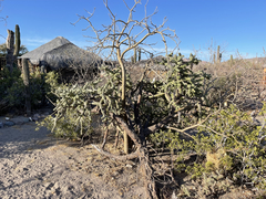 Cylindropuntia cholla