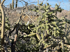 Cylindropuntia cholla