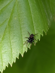 Allocosa funerea