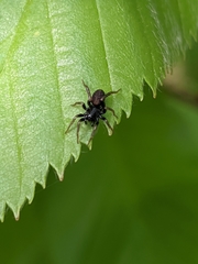 Allocosa funerea