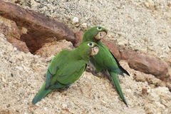 Psittacara chloropterus