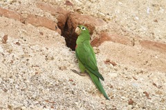 Psittacara chloropterus