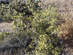 Maytenus phyllanthoides