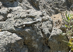 Sceloporus occidentalis becki