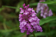 Anacamptis pyramidalis pyramidalis