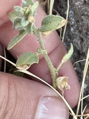 Pseudorontium cyathiferum