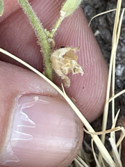Pseudorontium cyathiferum