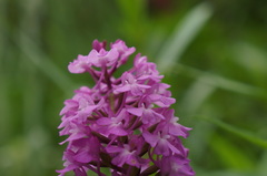 Anacamptis pyramidalis pyramidalis