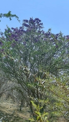 Lonchocarpus caudatus