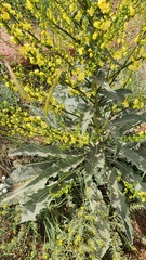 Verbascum qulebicum