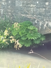 Darmera peltata