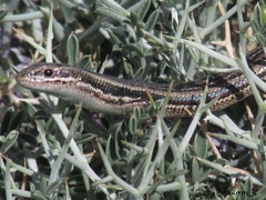 Ablepharus bivittatus