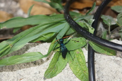 Pepsis ruficornis