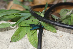 Pepsis ruficornis