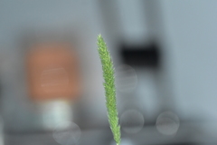 Phleum pratense pratense