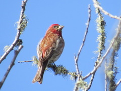 Haemorhous purpureus californicus