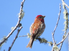 Haemorhous purpureus californicus