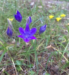 Triteleia