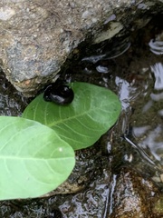 Planorbarius corneus