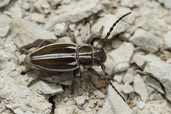 Dorcadion molitor