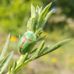 Cassida pannonica
