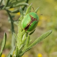 Cassida pannonica