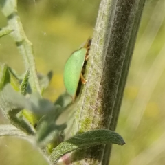 Cassida pannonica