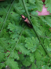 Nitidolimonius resplendens