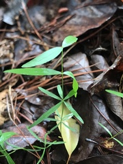 Galium uniflorum