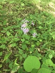 Phlox carolina