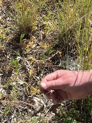 Silene laconica