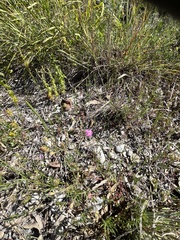 Silene laconica