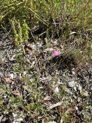 Silene laconica