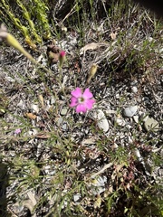 Silene laconica