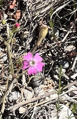 Silene laconica