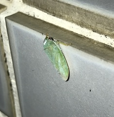 Iassinae
