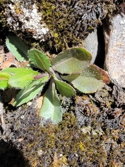 Arabis pycnocarpa