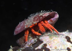 Ciliopagurus strigatus