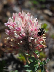 Trifolium macrocephalum