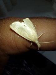 Diatraea saccharalis