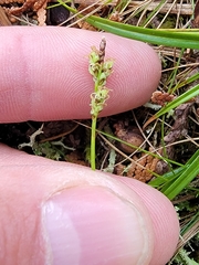 Carex concinna