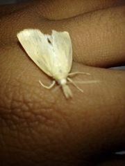 Diatraea saccharalis