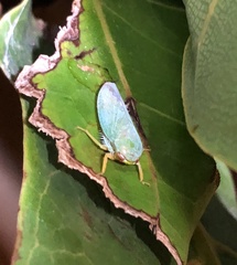 Iassinae