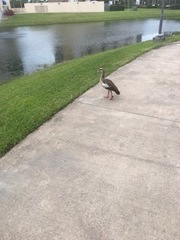 Alopochen aegyptiaca image