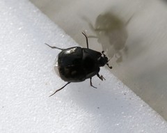 Saprinus planiusculus