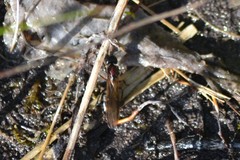 Camponotus novaeboracensis