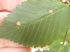 Agromyza aristata