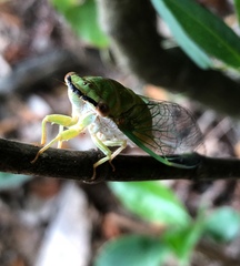 Chremistica ochracea