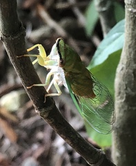 Chremistica ochracea