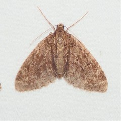 Cladara limitaria